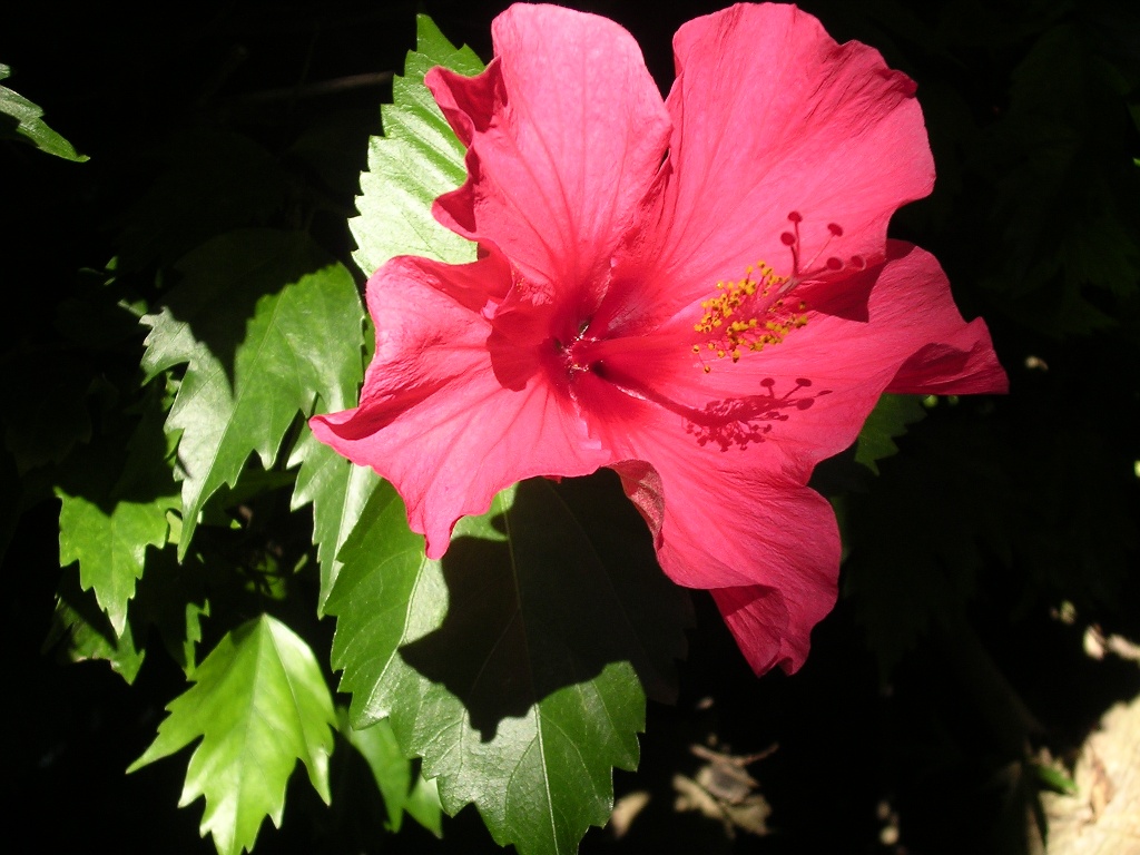 Hibiscus Syriacus